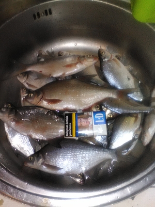 Carp bream
