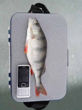 Eurasian perch