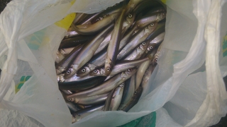 European smelt