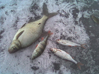 Carp bream
