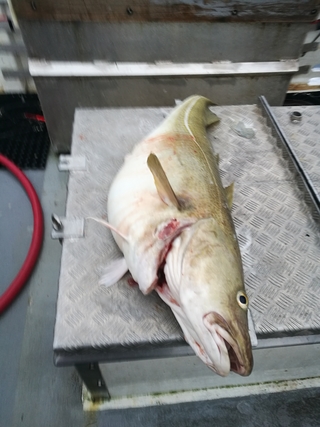 Atlantic cod