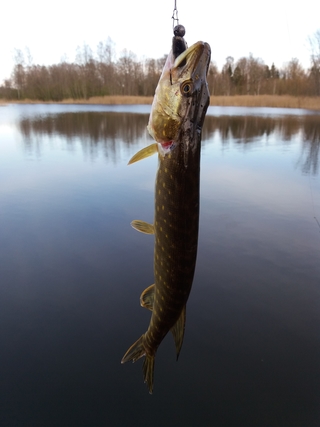 Northern Pike