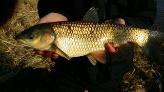 Grass carp