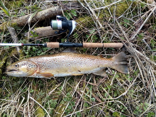 Brown Trout