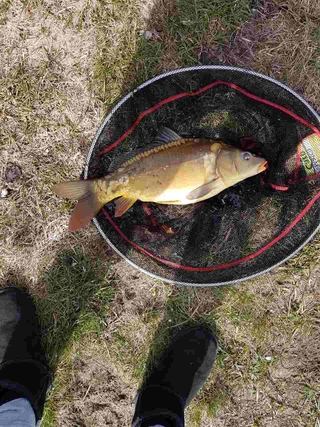 Mirror carp