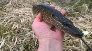 Northern Pike
