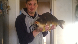 Mirror carp