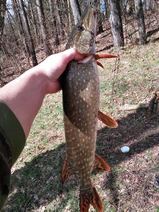 Northern Pike