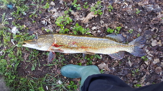Northern Pike