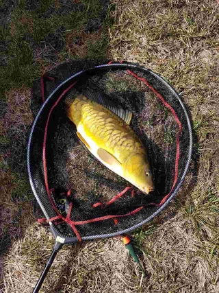 Mirror carp