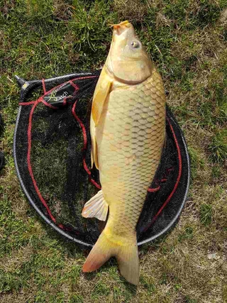 Carp
