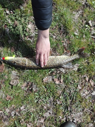 Northern Pike
