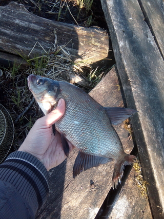Carp bream