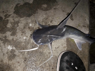 Wels catfish