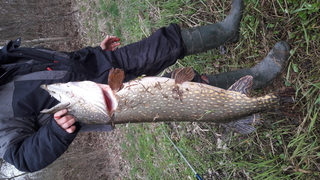 Northern Pike