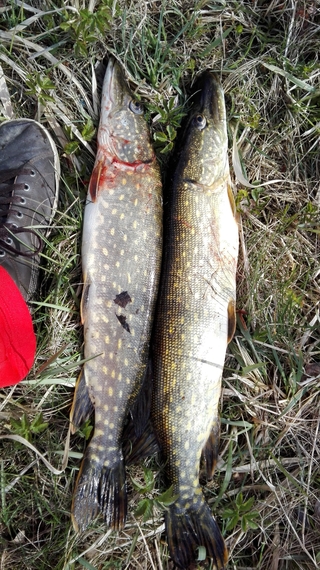Northern Pike