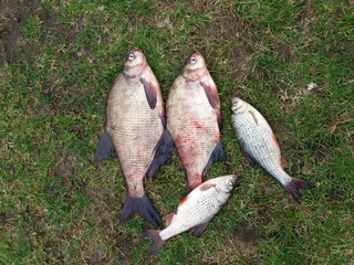Carp bream