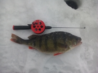 Eurasian perch