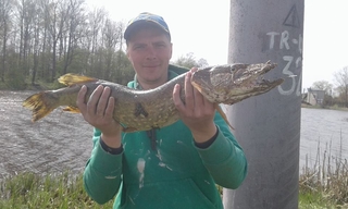 Northern Pike