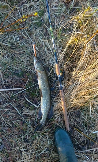 Northern Pike