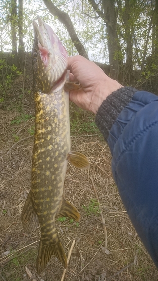 Northern Pike