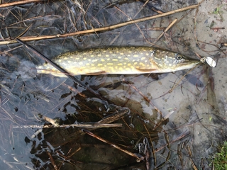 Northern Pike