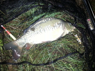 Mirror carp