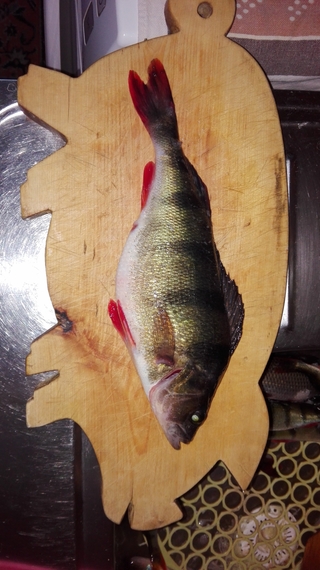 Eurasian perch