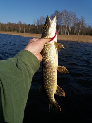 Northern Pike