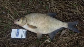 Carp bream