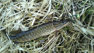 Northern Pike