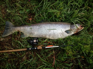 Atlantic salmon