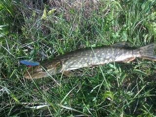 Northern Pike