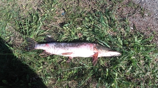 Northern Pike