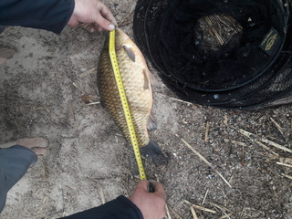 Crucian carp