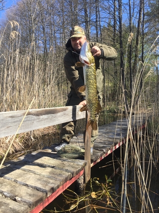 Northern Pike