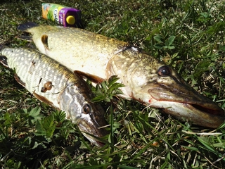 Northern Pike