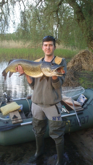 Northern Pike