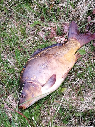 Mirror carp