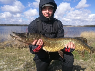 Northern Pike