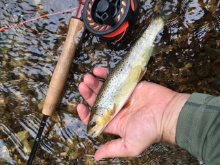 Brown Trout