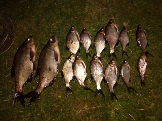 Carp bream