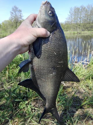 Carp bream