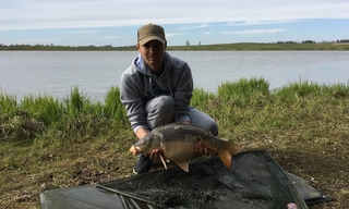 Mirror carp