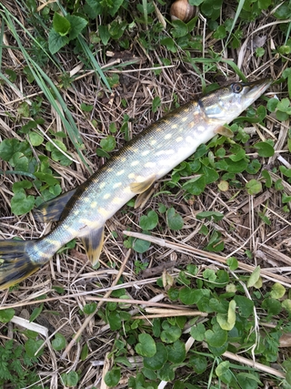 Northern Pike