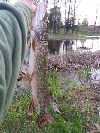 Northern Pike