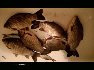 Crucian carp