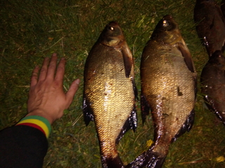 Carp bream