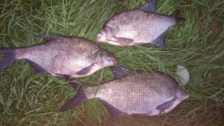 Carp bream