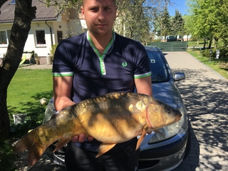 Mirror carp